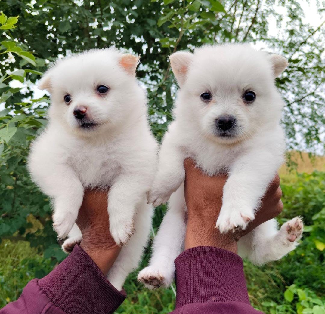 Pomeranian puppies price in jaipur