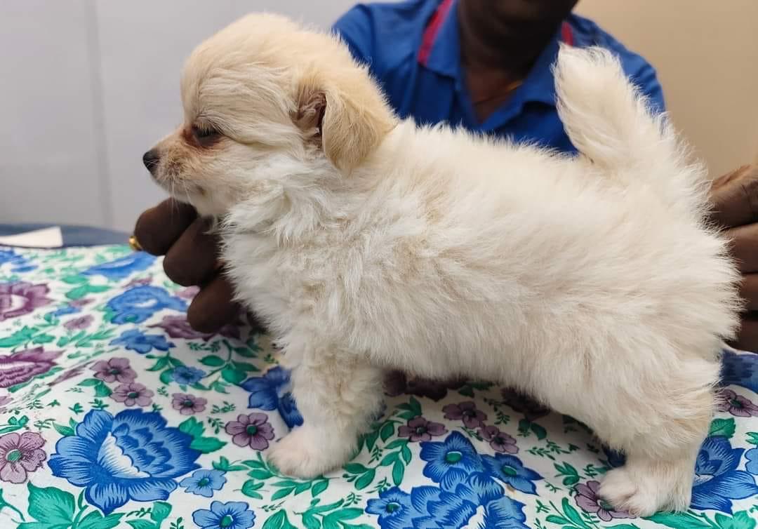 Pomeranian female price in jaipur