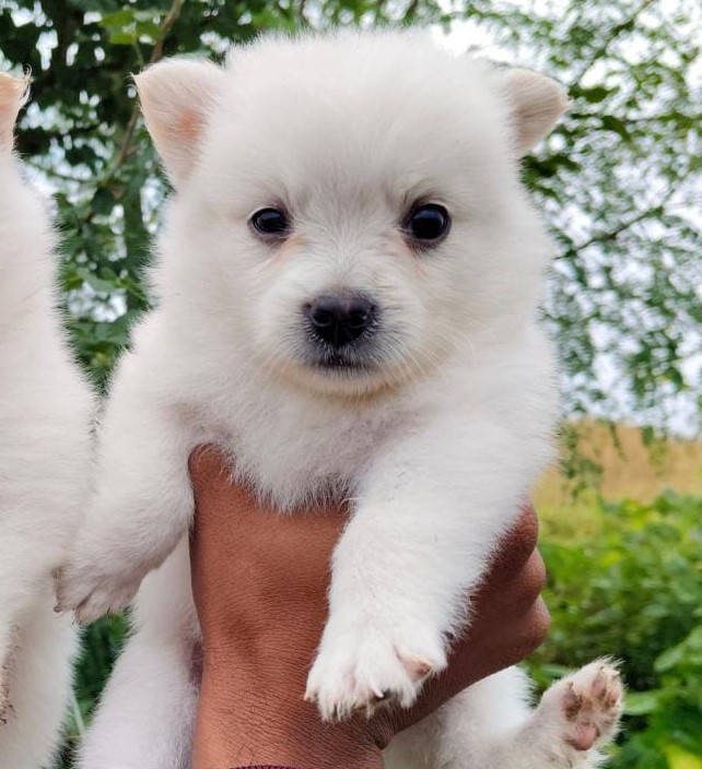 Pomeranian for sale online in jaipur