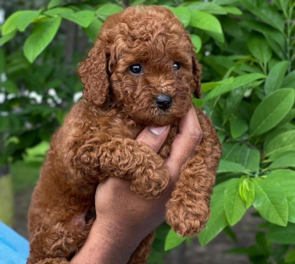 Poodle price in jaipur