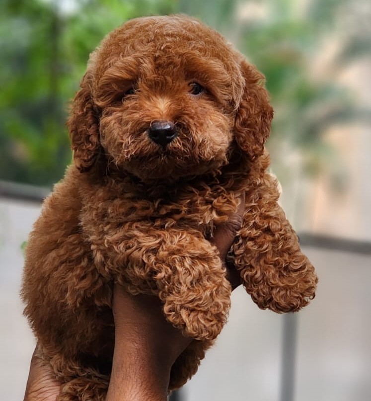 Poodle puppies price in jaipur