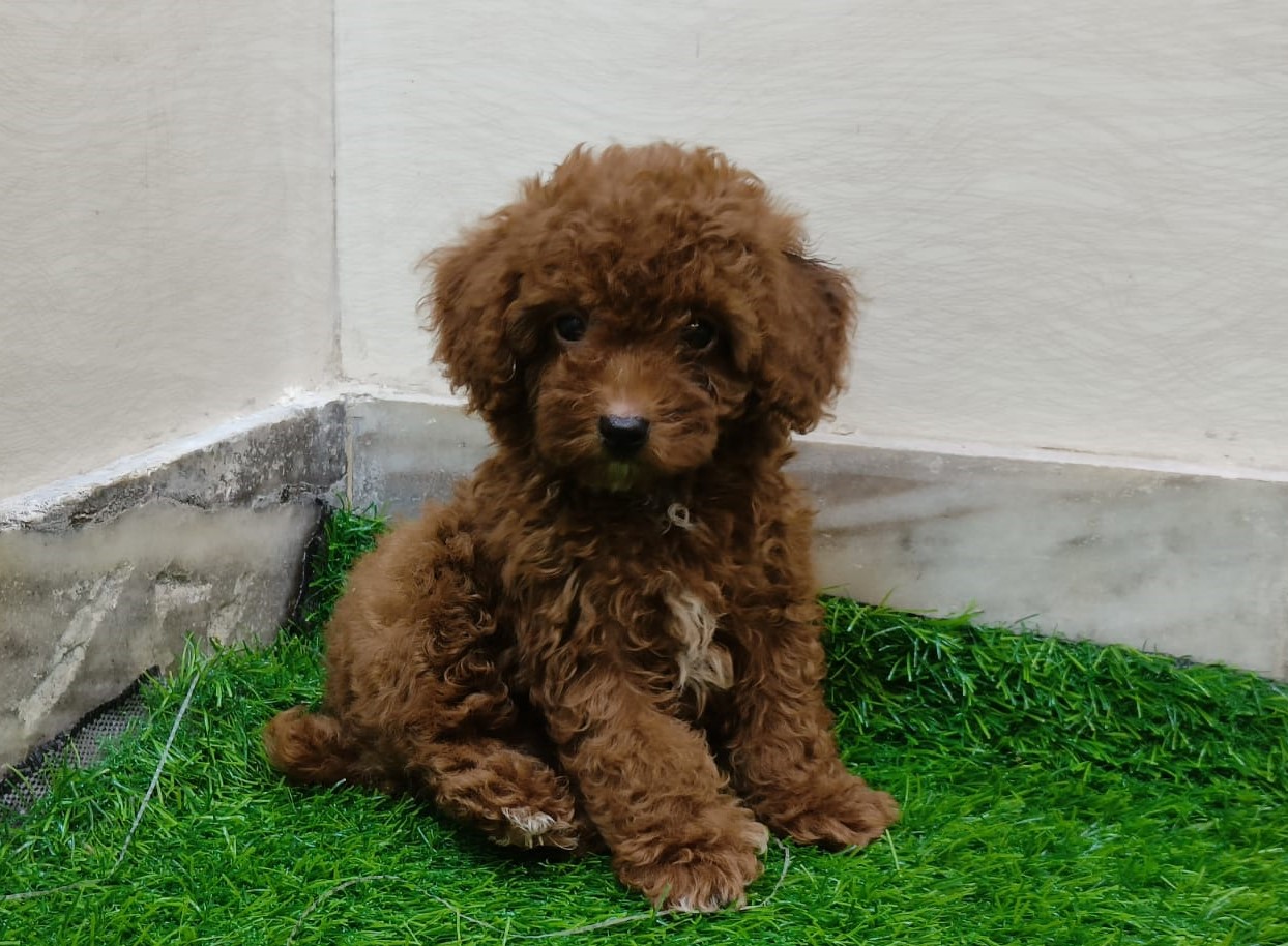 Poodle for sale online in jaipur