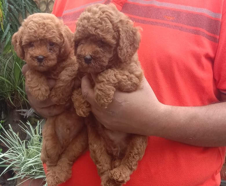 Poodle puppy price in jaipur