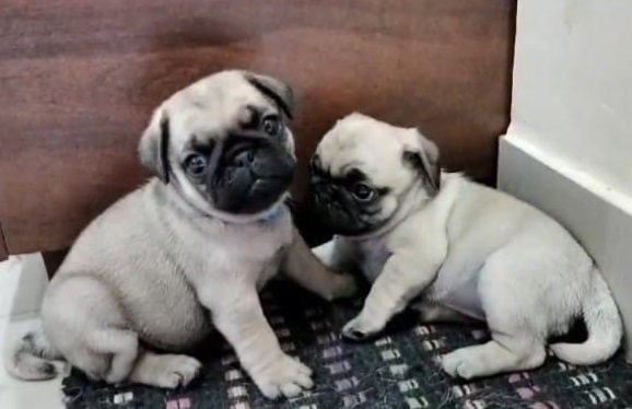 Pug male price in jaipur