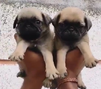 Pug female price in jaipur