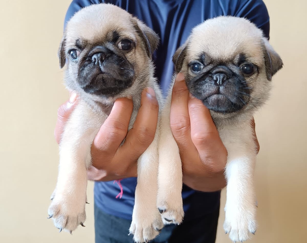 Pug buy online in jaipur