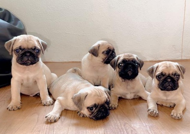 Pug puppies price in jaipur