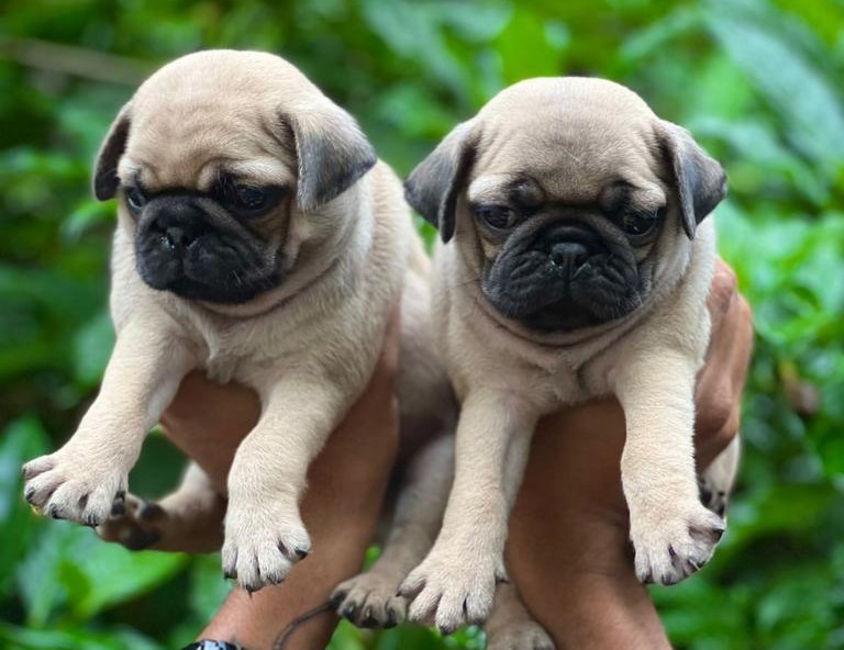 Pug puppy price in jaipur