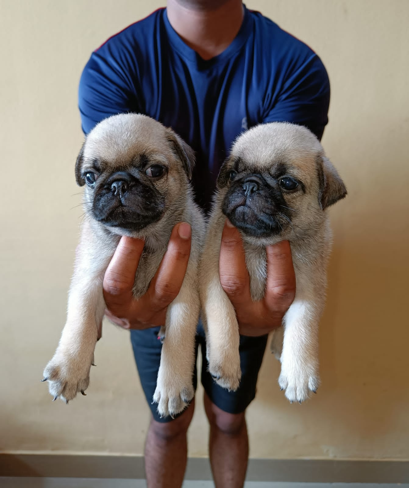 Pug price in India