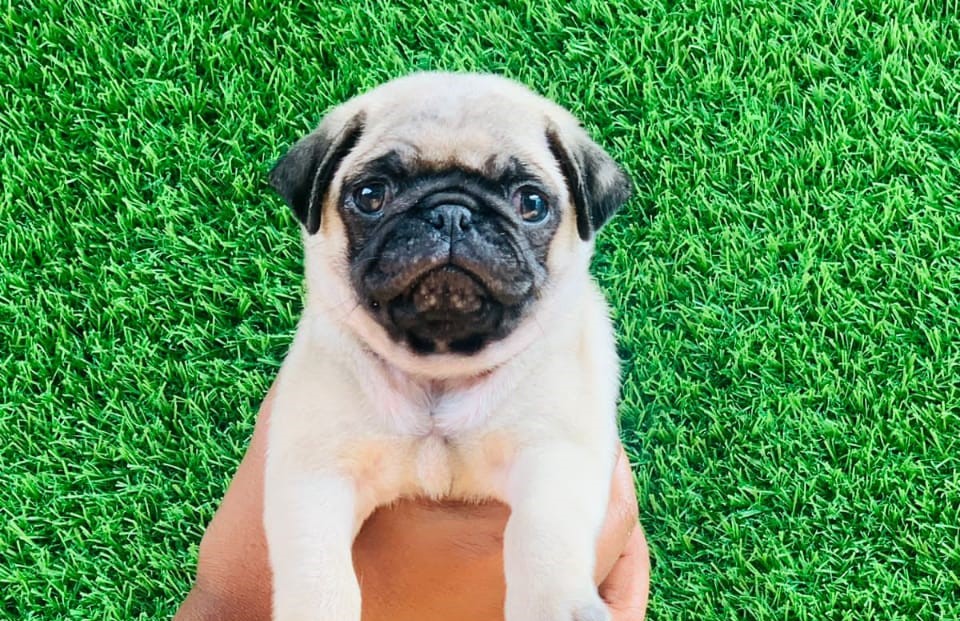 pug sale in Kolkata