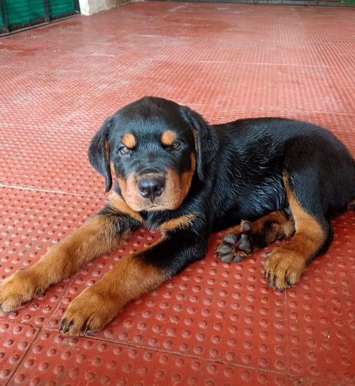 Rottweilers male price in goa