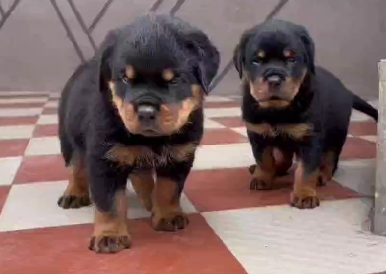 Rottweiler price in jaipur