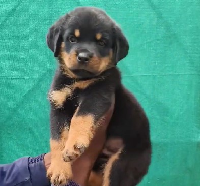 Rottweiler female price in jaipur