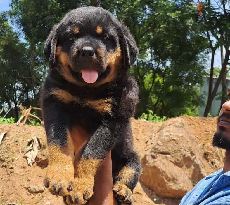 Rottweiler male price in jaipur