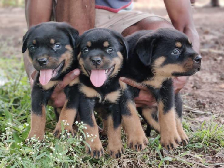 buy Rottweiler online in Jaipur 