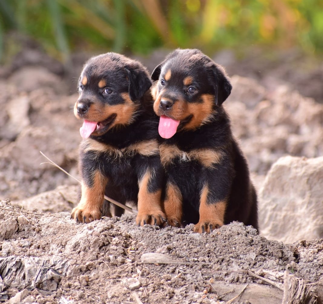 Rottweiler puppies price in jaipur