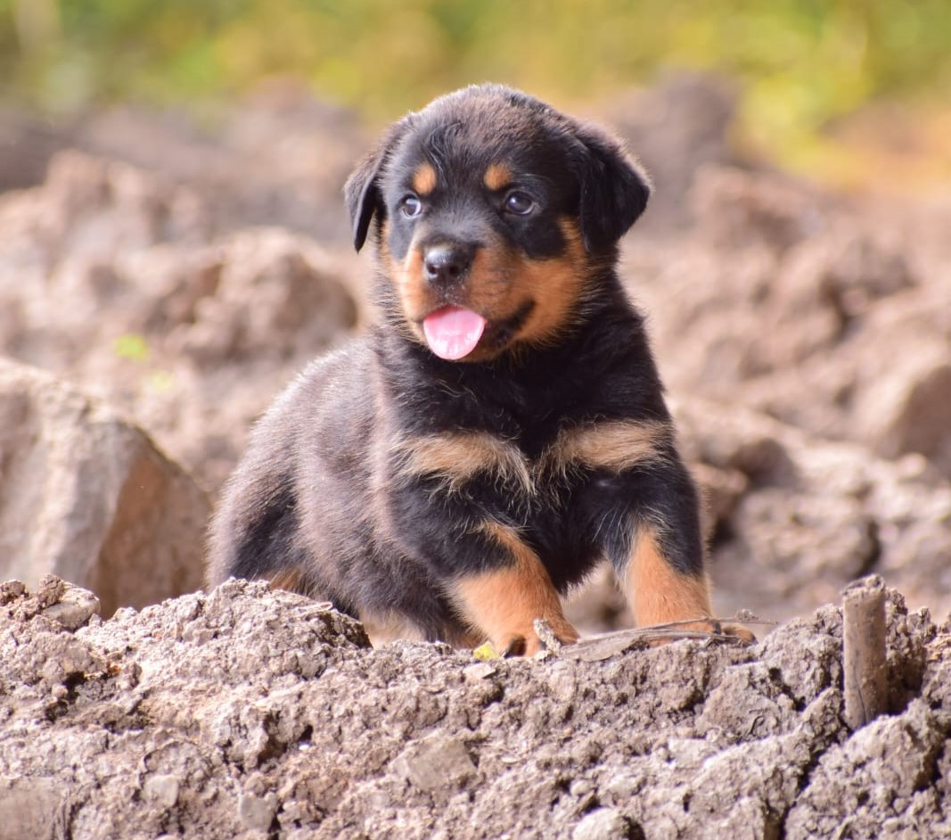 Rottweiler puppy price in jaipur