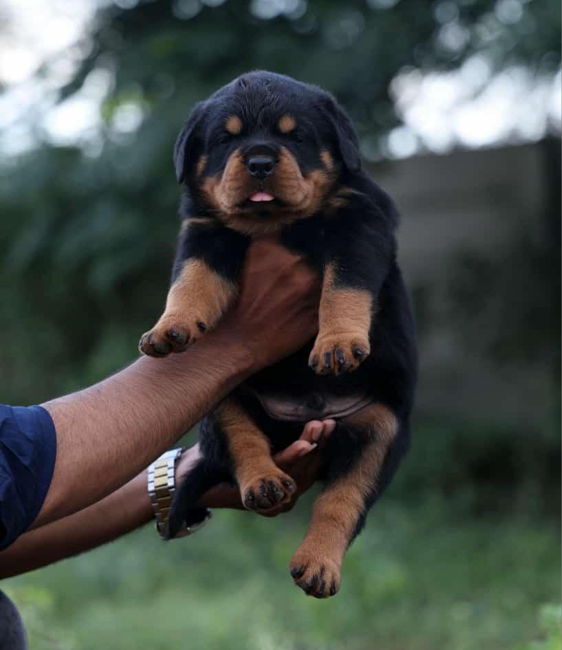 Rottweilers dog price in vizag