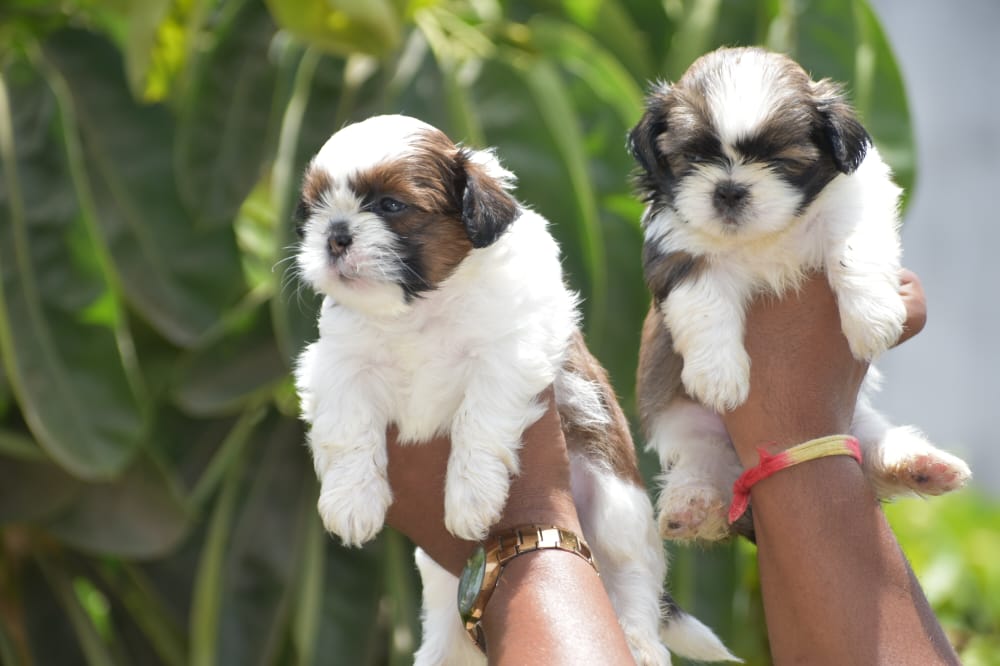 Shih Tzu male price in jaipur