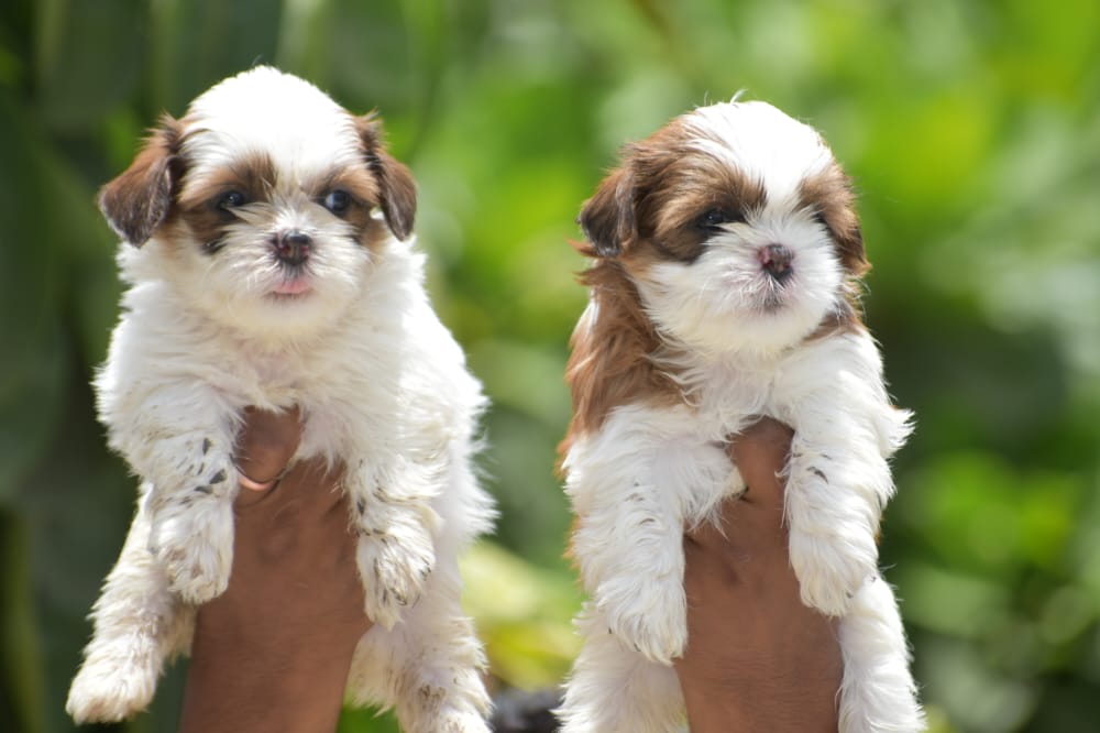 Shih Tzu female price in jaipur