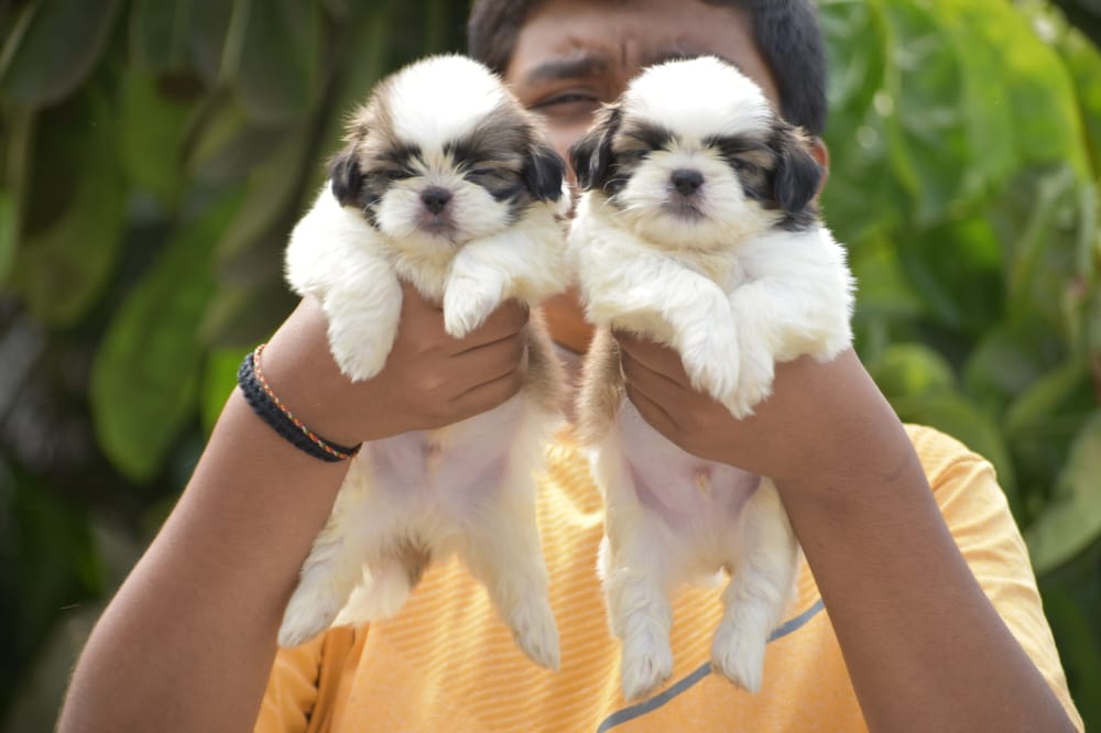 Shih Tzu buy online in jaipur