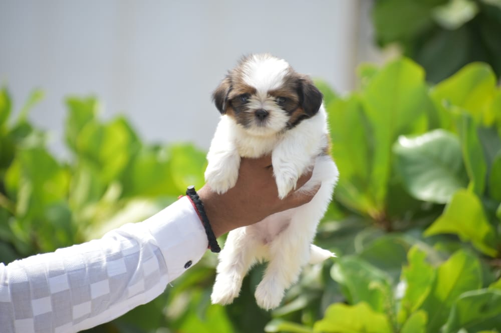 Shih Tzu for sale online in jaipur