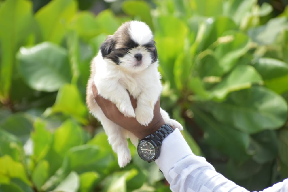 Shih Tzu puppies price in jaipur