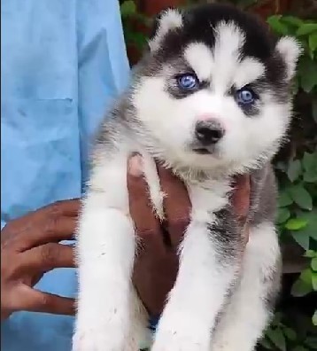 Siberian Husky price in jaipur 