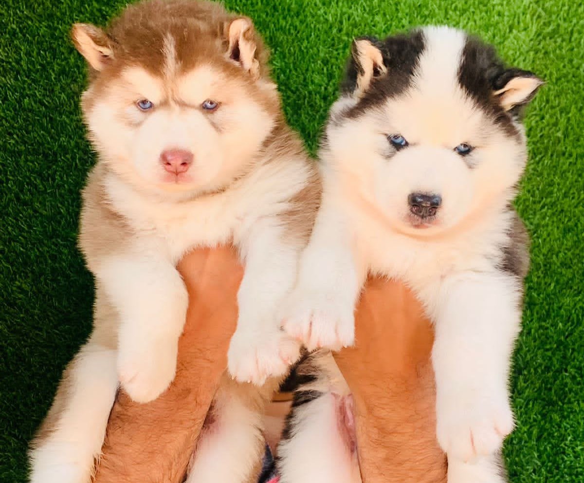 Siberian Husky female price in jaipur