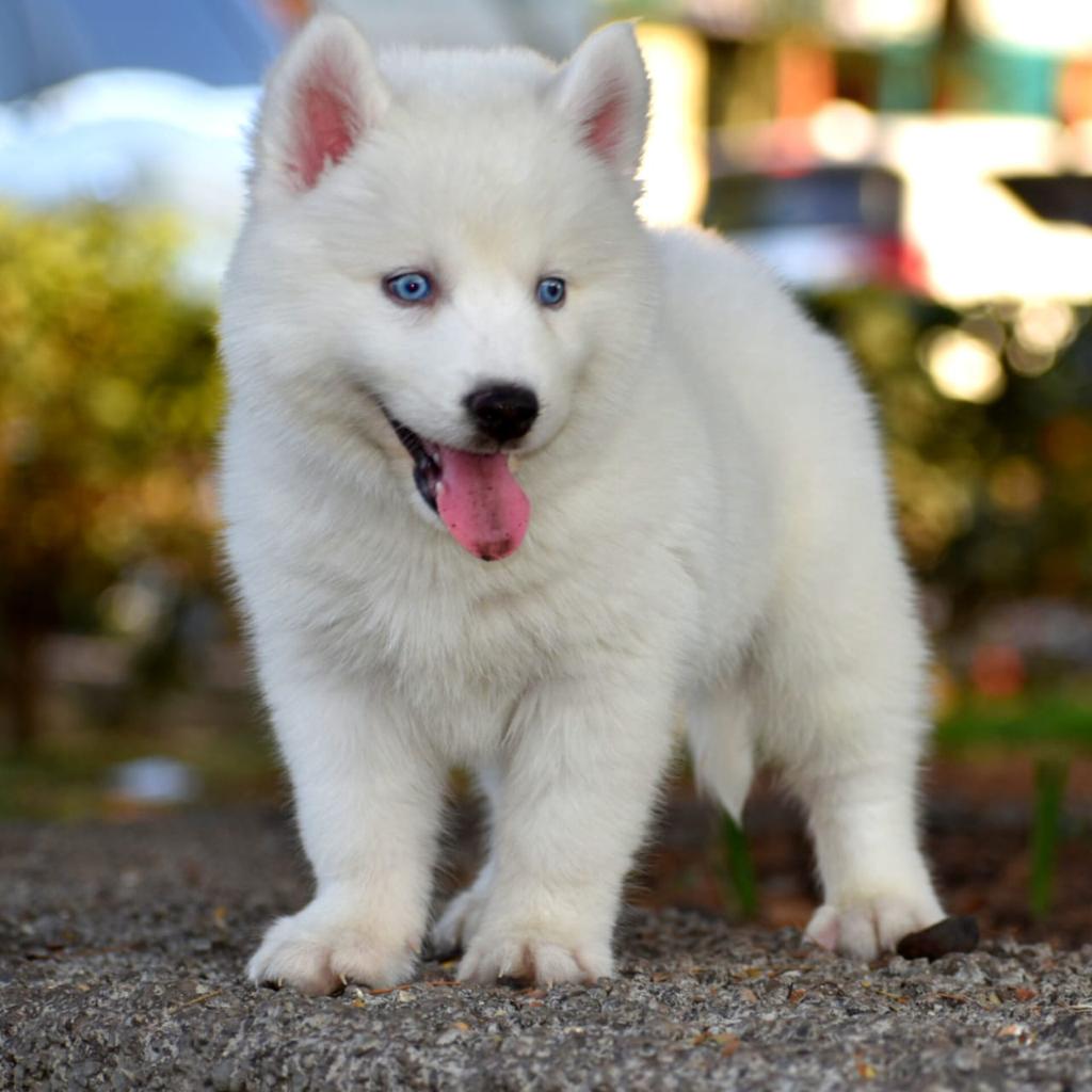 Siberian Husky male price in jaipur