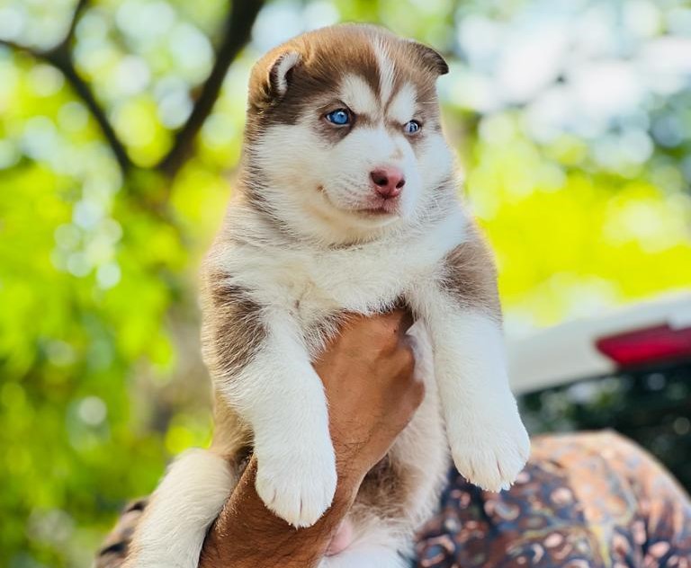 Siberian Husky puppies price in jaipur