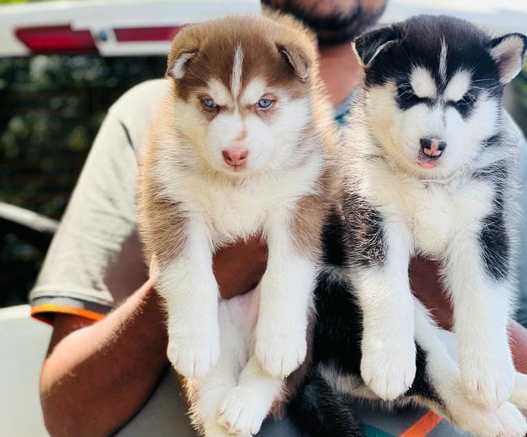 Siberian Husky price in jaipur