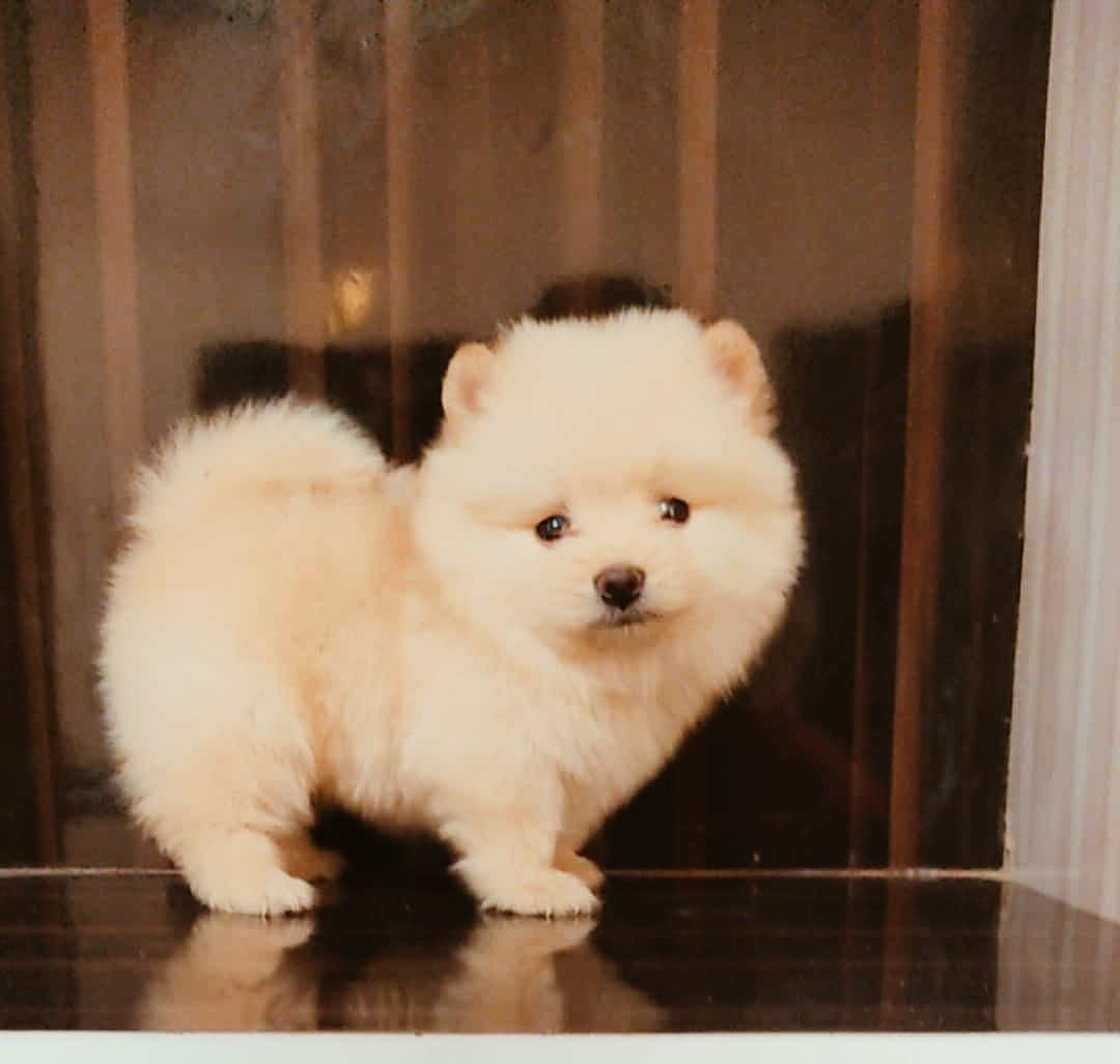 Toy Pomeranian puppies price in jaipur