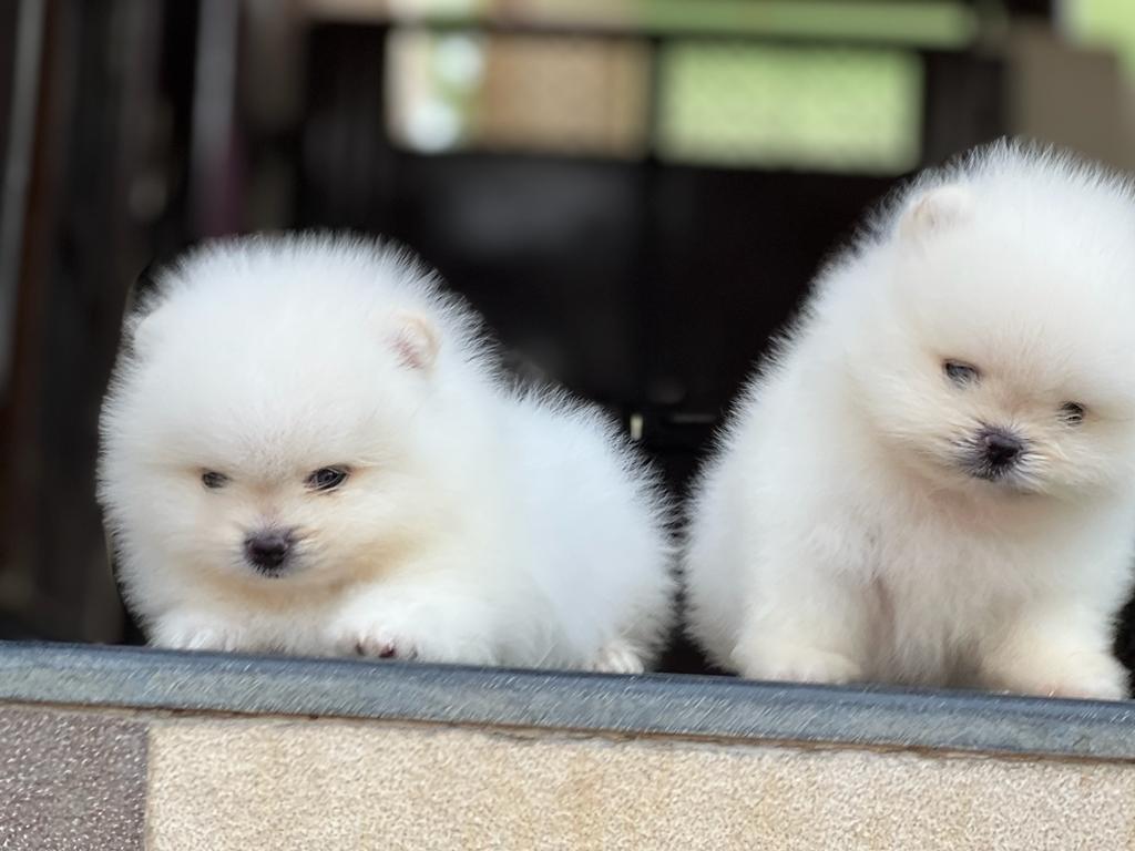 Toy Pomeranian female price in jaipur