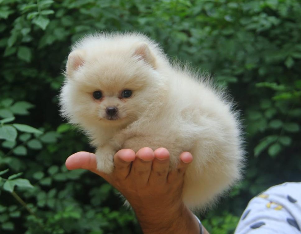 Toy Pomeranian for sale online in jaipur