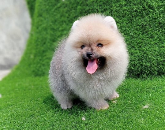 buy Toy Pomeranian online in jaipur