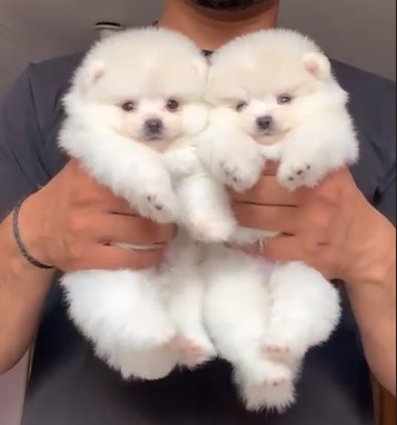 Toy Pomeranian puppy price in jaipur