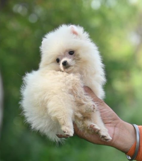 Toy pomeranian female price in India